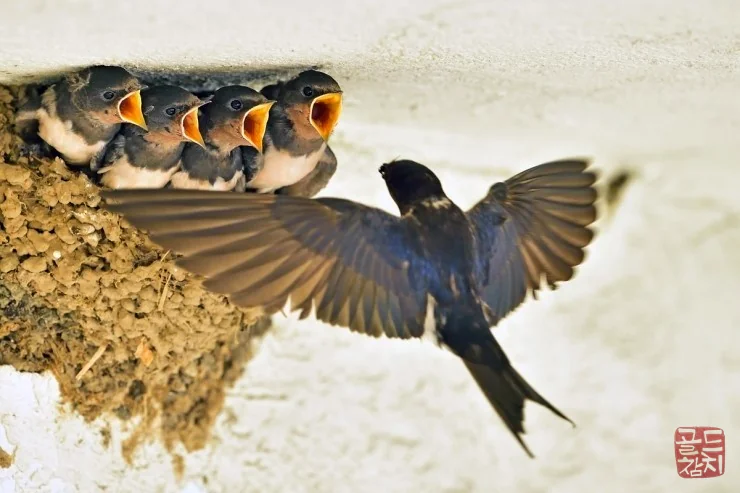 A Glimpse of the Swallow Family