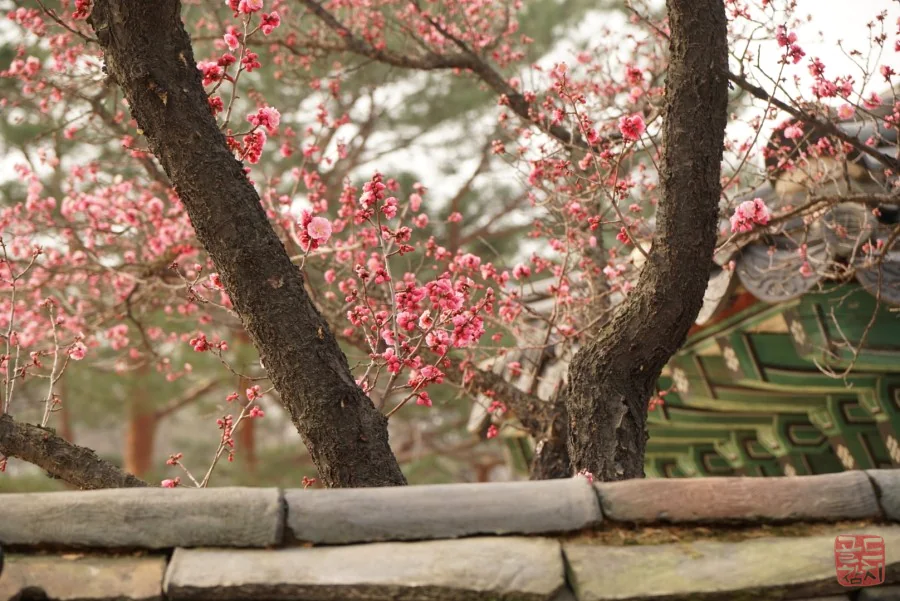 골드참치 블로그 홍매화 꽃 아름다운 청춘 분위기