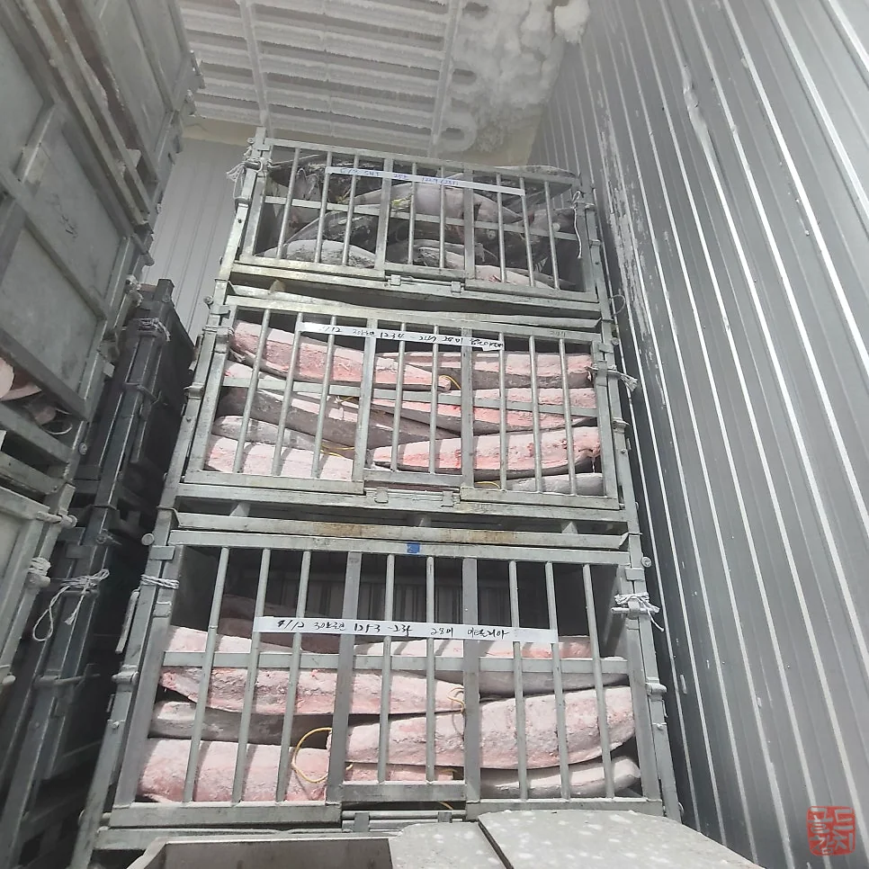 골드참치 황새치 혼마구로 뱃살 부위 비교