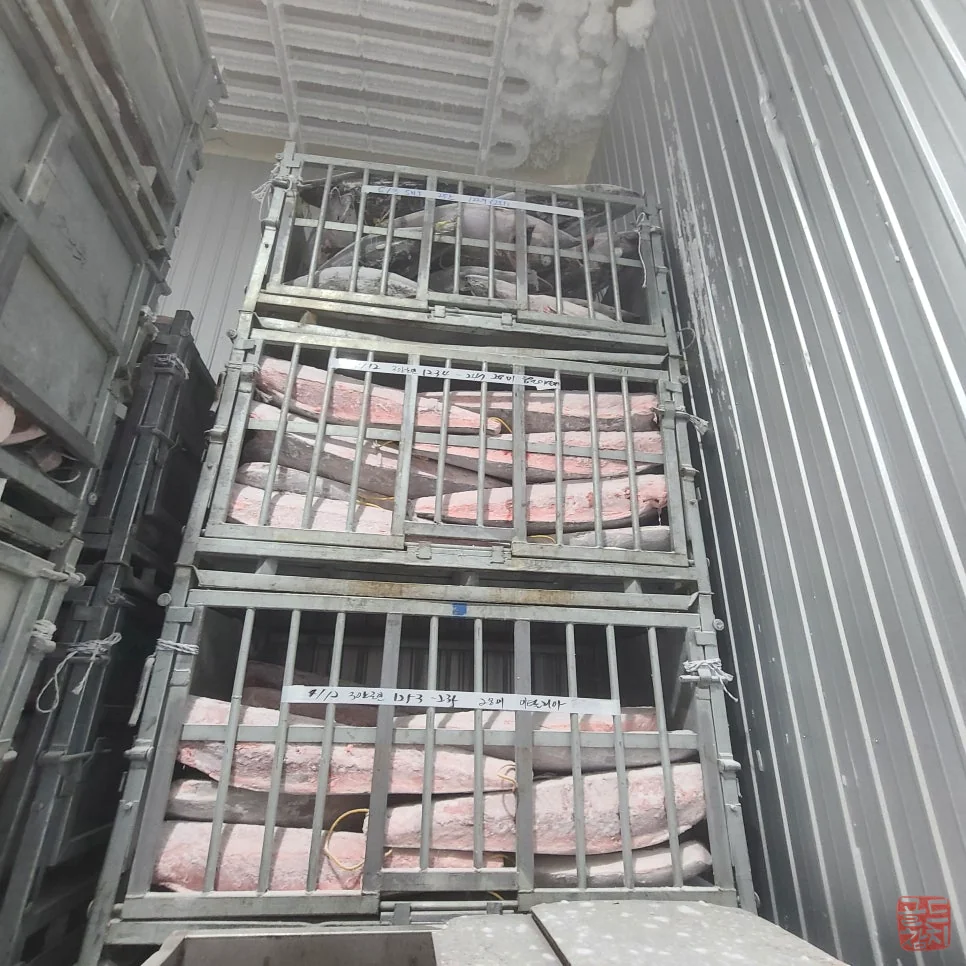 강남 골드참치 프리미엄 참치회 오마카세 한상차림