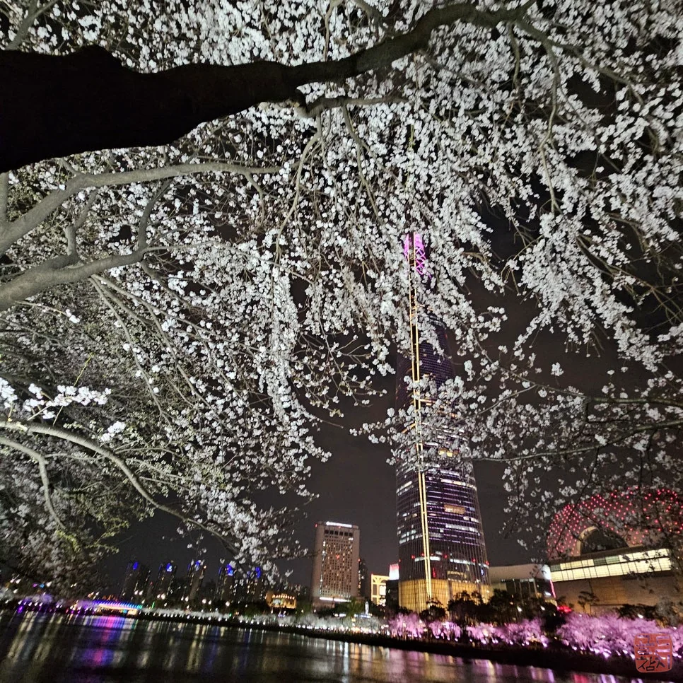 방이동 골드참치 석촌호수 만개한 벚꽃 나들이