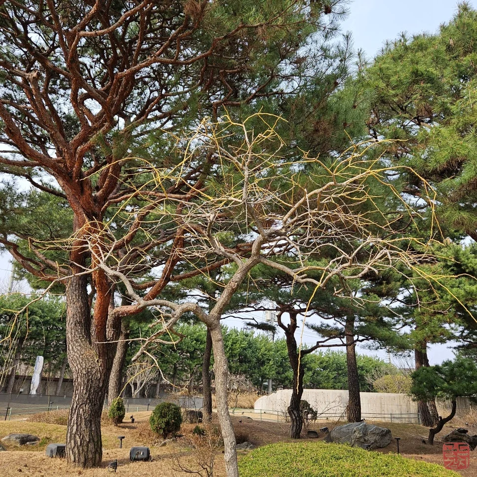 골드참치 참치 오마카세 한상차림 특별한 날 데이트