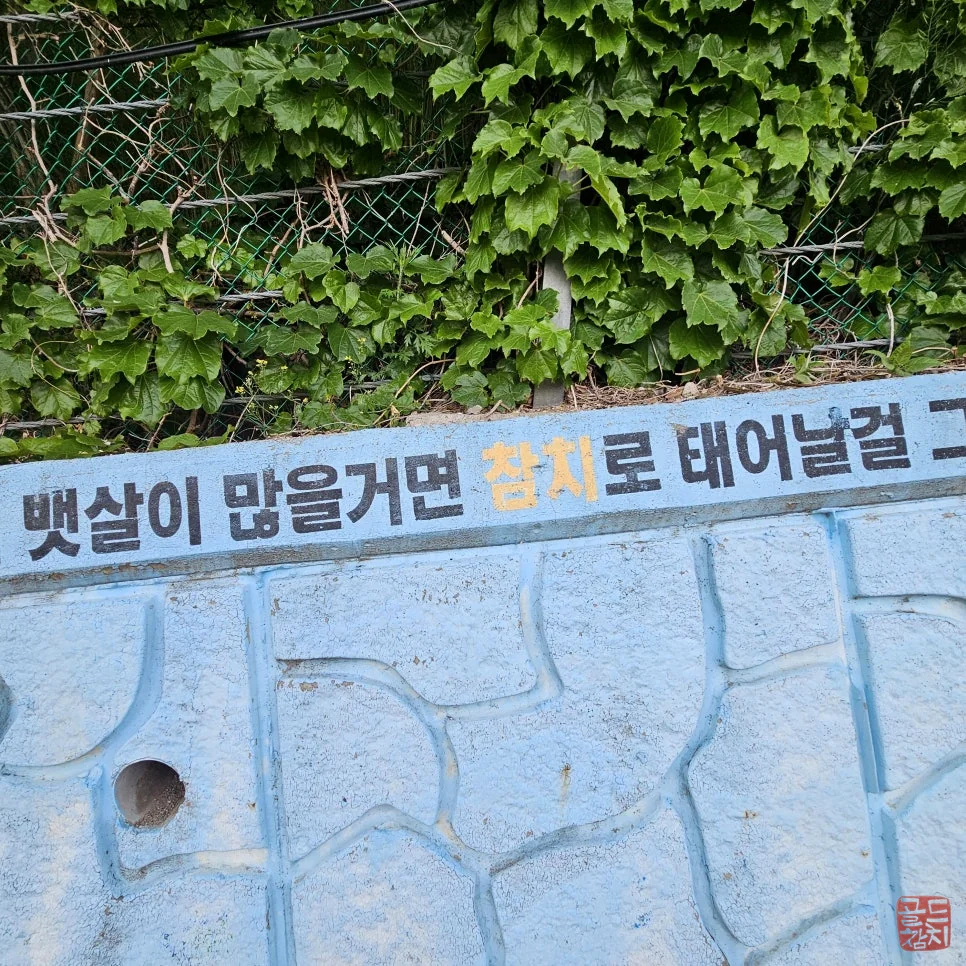 송파 골드참치 참치 오마카세 제철 참치회 한상차림
