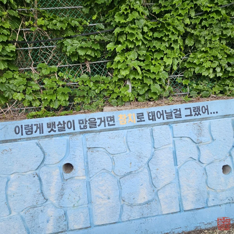 신사 골드참치 프리미엄 참치회 모듬 요리 플레이팅