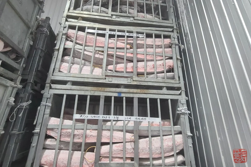 강남 골드참치 참치 냉동창고 신선한 재료 보관
