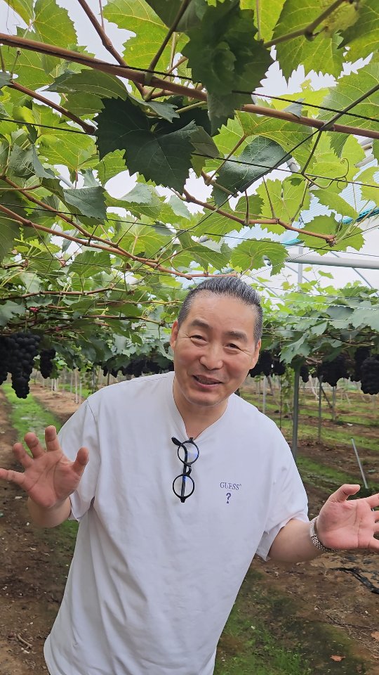 매년 방문하는 포도밭에 왔답니다.  안성에 있는 #진우네포도원 이지요.